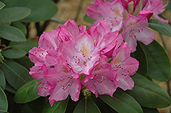 English Roseum Rhododendron (Rhododendron catawbiense 'English Roseum') at GardenWorks