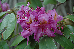 Lee's Dark Purple Rhododendron (Rhododendron catawbiense 'Lee's Dark Purple') at GardenWorks
