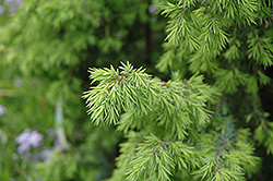 Golden Schnapps Juniper (Juniperus communis 'Golden Schnapps') at GardenWorks