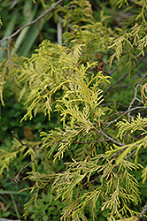 Weeping Golden Threadleaf Falsecypress (Chamaecyparis pisifera 'Filifera Aurea Pendula') at GardenWorks