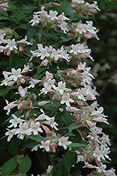 Beautybush (Kolkwitzia amabilis) at GardenWorks