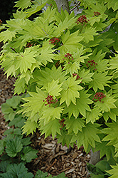 Golden Fullmoon Maple (Acer japonicum 'Aureum') at GardenWorks