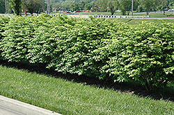 Cole's Compact Burning Bush (Euonymus alatus 'Cole's Compact') at GardenWorks