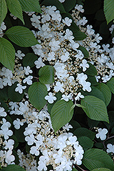 Maries Doublefile Viburnum (Viburnum plicatum 'Mariesii') at GardenWorks
