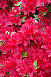 Hino Crimson Azalea (Rhododendron 'Hino Crimson') at GardenWorks