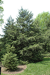 Canadian Hemlock (Tsuga canadensis) at GardenWorks