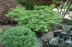 Utsu Semi Japanese Maple (Acer palmatum 'Utsu Semi') at GardenWorks