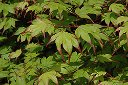 Tsuma Gaki Japanese Maple (Acer palmatum 'Tsuma Gaki') at GardenWorks