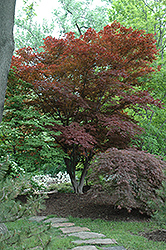 Oshio Beni Japanese Maple (Acer palmatum 'Oshio Beni') at GardenWorks