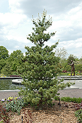 Venus Japanese White Pine (Pinus parviflora 'Venus') at GardenWorks