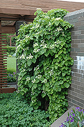 Japanese Hydrangea Vine (Schizophragma hydrangeoides) at GardenWorks