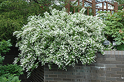Slender Deutzia (Deutzia gracilis) at GardenWorks