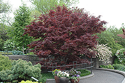 Bloodgood Japanese Maple (Acer palmatum 'Bloodgood') at GardenWorks