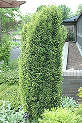 Gold Cone Juniper (Juniperus communis 'Gold Cone') at GardenWorks
