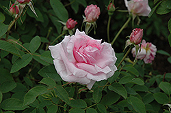 The Mayflower Rose (Rosa 'The Mayflower') at GardenWorks