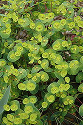 Efanthia Wood Spurge (Euphorbia amygdaloides 'Efanthia') at GardenWorks