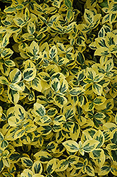Emerald 'n' Gold Wintercreeper (Euonymus fortunei 'Emerald 'n' Gold') at GardenWorks