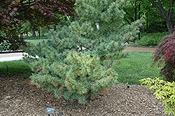 Bergman Japanese White Pine (Pinus parviflora 'Bergmani') at GardenWorks
