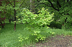 Vine Maple (Acer circinatum) at GardenWorks