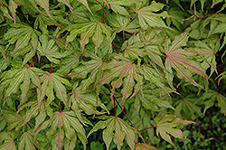 Aka Shigitatsu Sawa Japanese Maple (Acer palmatum 'Aka Shigitatsu Sawa') at GardenWorks
