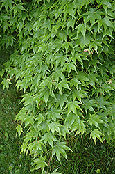 Hogyoku Japanese Maple (Acer palmatum 'Hogyoku') at GardenWorks
