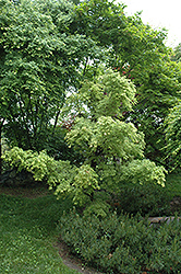 Higasa Yama Japanese Maple (Acer palmatum 'Higasa Yama') at GardenWorks