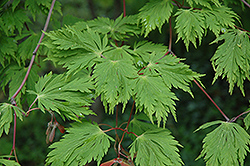 Cutleaf Fullmoon Maple (Acer japonicum 'Aconitifolium') at GardenWorks
