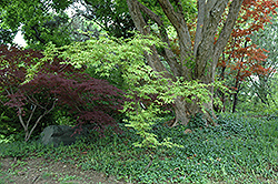 Sagara Nishiki Japanese Maple (Acer palmatum 'Sagara Nishiki') at GardenWorks