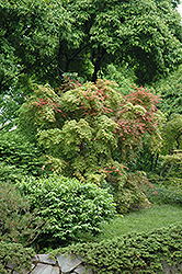 Shindeshojo Japanese Maple (Acer palmatum 'Shindeshojo') at GardenWorks