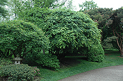Japanese Maple (Acer palmatum) at GardenWorks