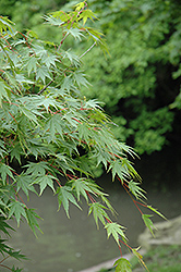 Sazanami Japanese Maple (Acer palmatum 'Sazanami') at GardenWorks