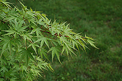 Nishiki Gawa Japanese Maple (Acer palmatum 'Nishiki Gawa') at GardenWorks