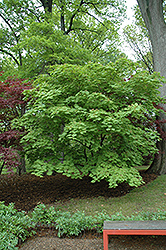 Cutleaf Fullmoon Maple (Acer japonicum 'Aconitifolium') at GardenWorks