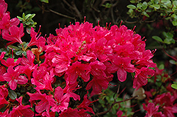 Hino Crimson Azalea (Rhododendron 'Hino Crimson') at GardenWorks