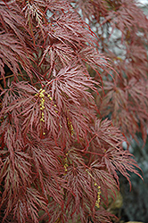 Inaba Shidare Cutleaf Japanese Maple (Acer palmatum 'Inaba Shidare') at GardenWorks