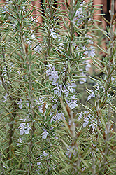 Arp Rosemary (Rosmarinus officinalis 'Arp') at GardenWorks