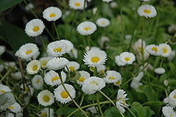 Rominette White English Daisy (Bellis perennis 'Rominette White') at GardenWorks