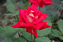 Love Rose (Rosa 'Love') at GardenWorks
