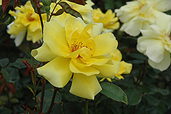 Golden Showers Rose (Rosa 'Golden Showers') at GardenWorks