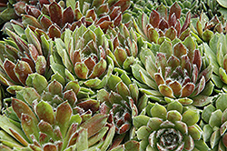 Ashes of Roses Hens And Chicks (Sempervivum 'Ashes of Roses') at GardenWorks