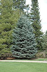 Mission Blue Colorado Spruce (Picea pungens 'Mission Blue') at GardenWorks