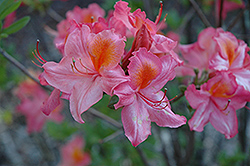 Mount St. Helens Azalea (Rhododendron 'Mount St. Helens') at GardenWorks