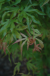Tsuri Nishiki Japanese Maple (Acer palmatum 'Tsuri Nishiki') at GardenWorks