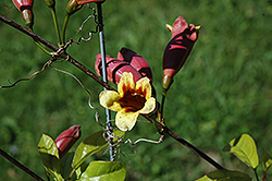 Cross Vine (Bignonia capreolata) at GardenWorks