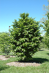 Vanessa Parrotia (Parrotia persica 'Vanessa') at GardenWorks