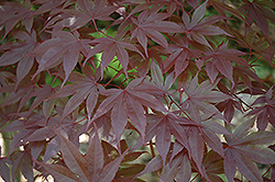 Margaret Bee Japanese Maple (Acer palmatum 'Margaret Bee') at GardenWorks
