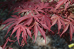Oshu Shidare Japanese Maple (Acer palmatum 'Oshu Shidare') at GardenWorks