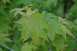Tana Japanese Maple (Acer palmatum 'Tana') at GardenWorks