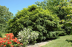 Korean Maple (Acer pseudosieboldianum) at GardenWorks