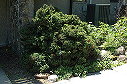 Elegant Dwarf Japanese Cedar (Cryptomeria japonica 'Elegans Nana') at GardenWorks